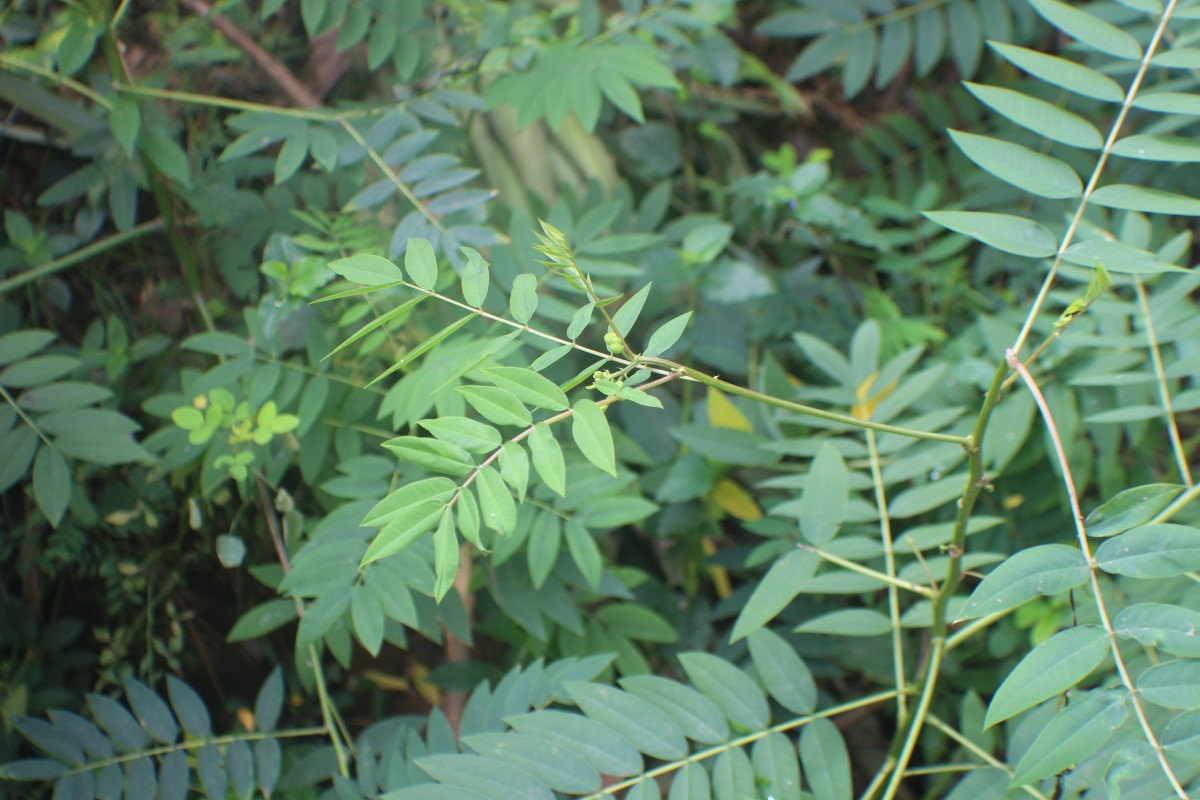 Senna sophera (L.) Roxb.